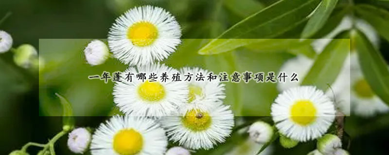 一年蓬有哪些養殖方法和注意事項是什麼
