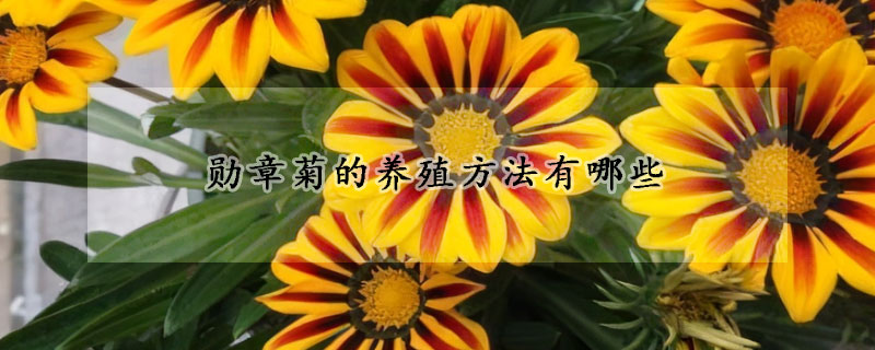 勳章菊的養殖方法有哪些