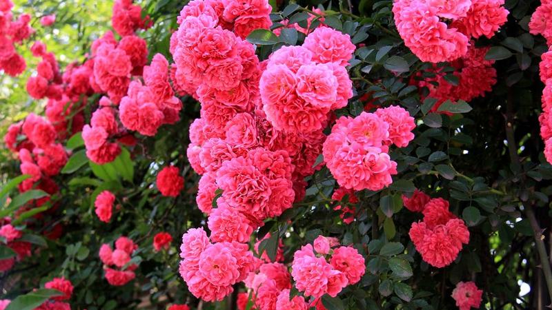 複古薔薇花語