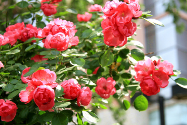 複古薔薇花語