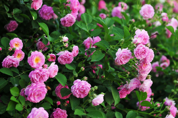 複古薔薇花語