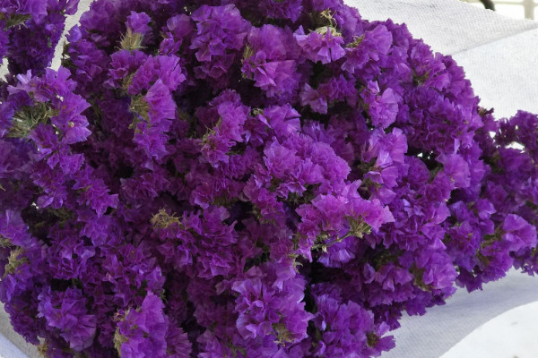 勿忘我幹花的寓意是什麼