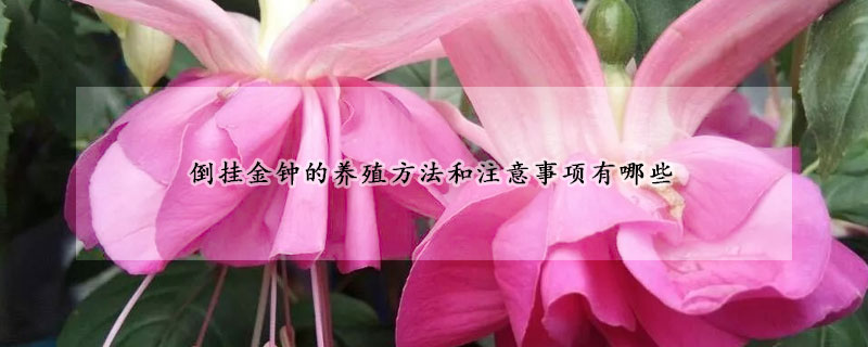倒掛金鍾的養殖方法和注意事項有哪些