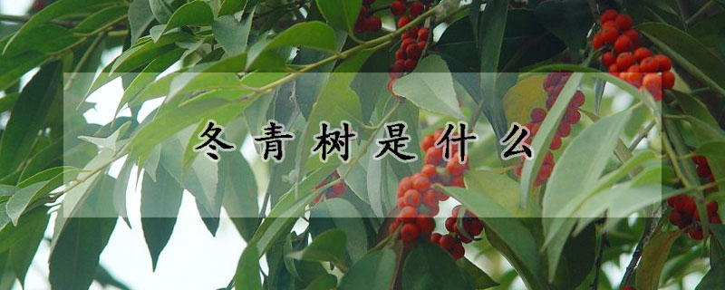 冬青樹是什麼