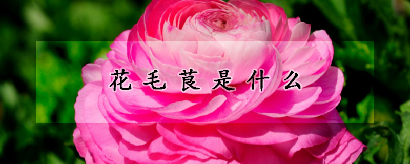 花毛茛是什麼