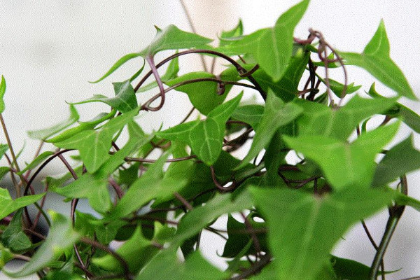 最吸甲醛的植物 什麼植物除甲醛最好