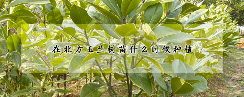 在北方玉蘭樹苗什麼時候種植