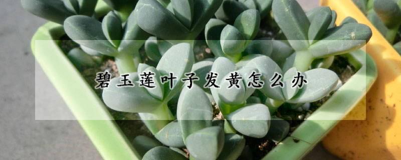 碧玉蓮葉子發黃怎麼辦
