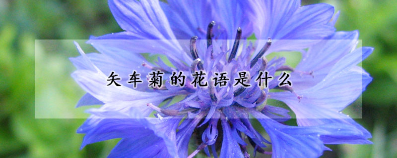 矢車菊的花語是什麼