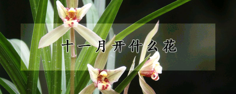 十一月開什麼花