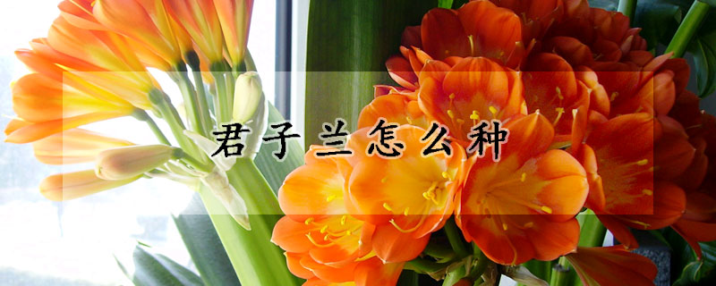 君子蘭怎麼種