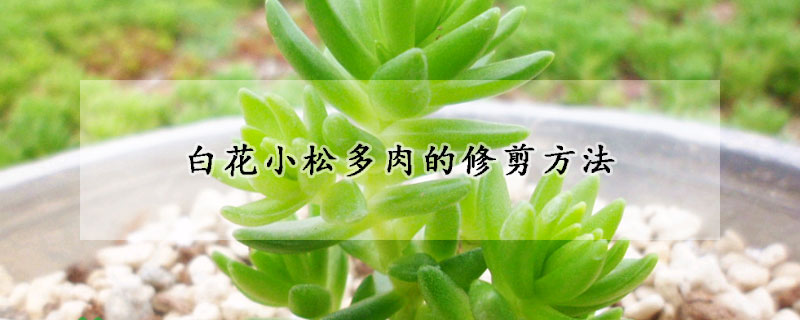 白花小鬆多肉的修剪方法