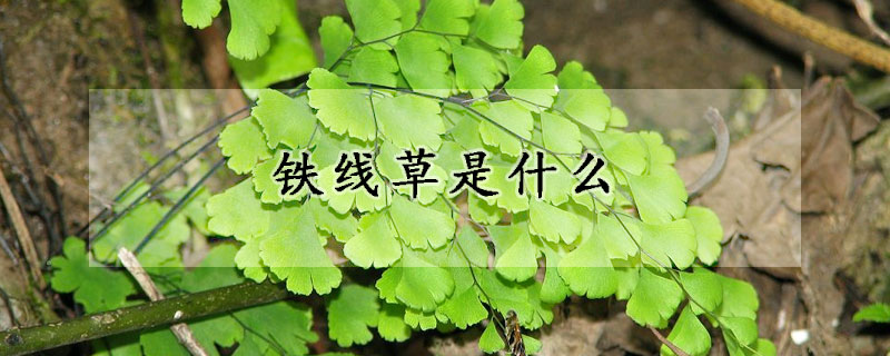 鐵線草是什麼