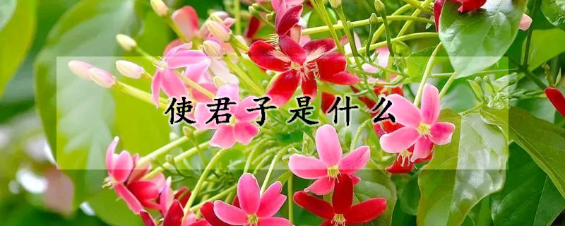使君子是什麼