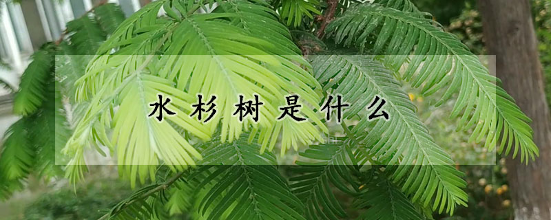 水杉樹是什麼