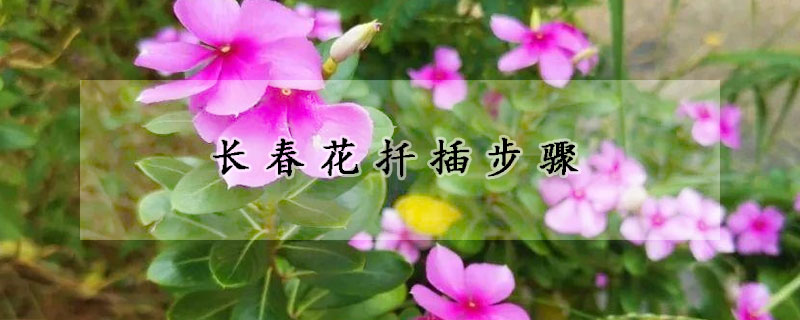 長春花扡插步驟