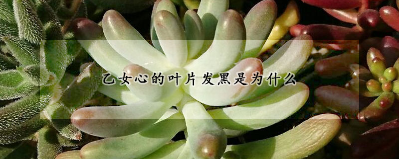 乙女心的葉片發黑是為什麼