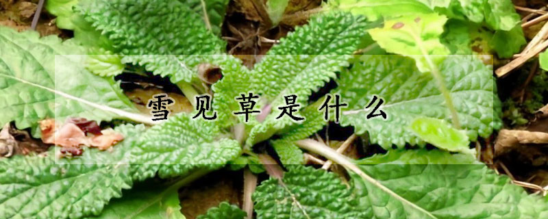 雪見草是什麼