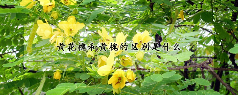 黃花槐和黃槐的區別是什麼