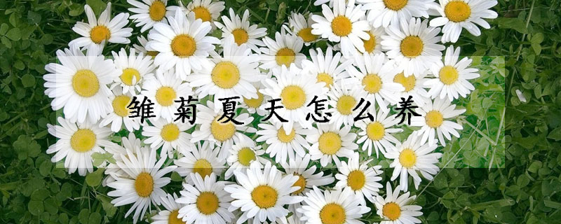 雛菊夏天怎麼養