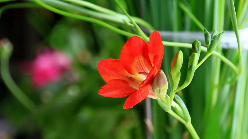 給姐姐送花送什麼花合適