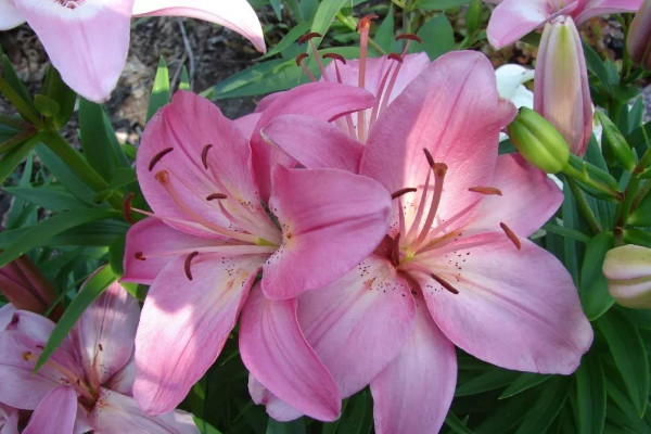 給姐姐送花送什麼花合適