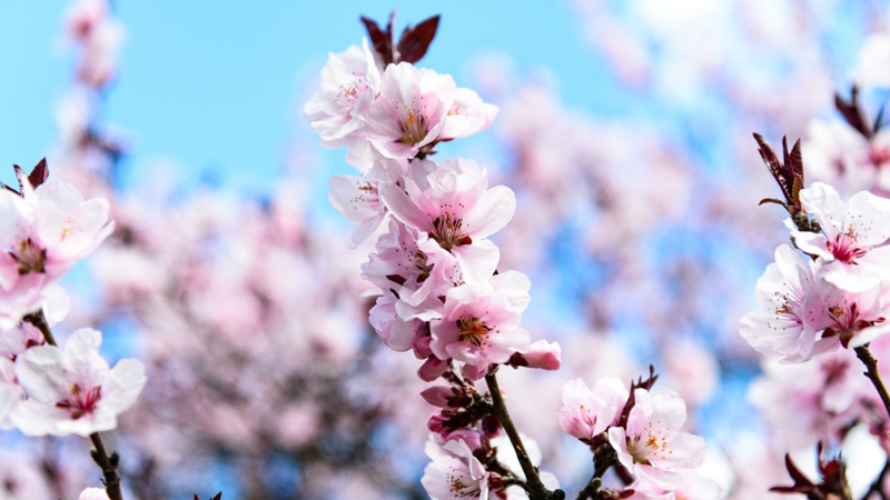 藍色櫻花的花語