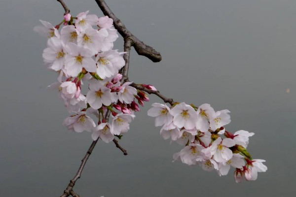 藍色櫻花的花語