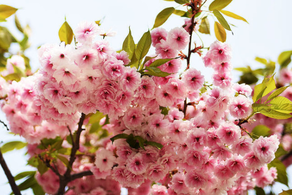 藍色櫻花的花語