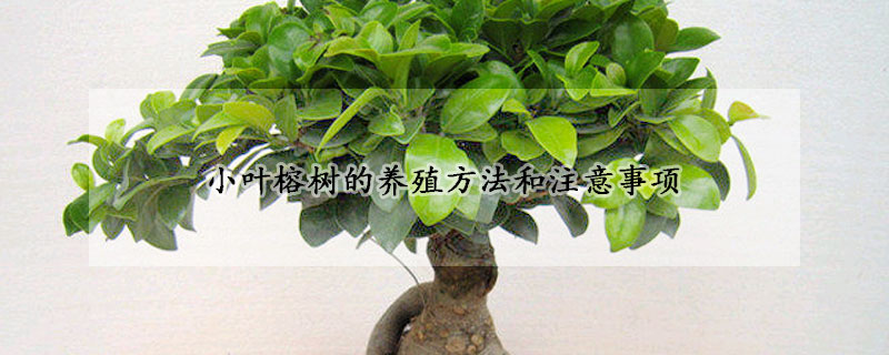 小葉榕樹的養殖方法和注意事項