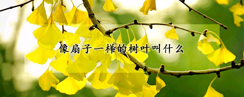 像扇子一樣的樹葉叫什麼