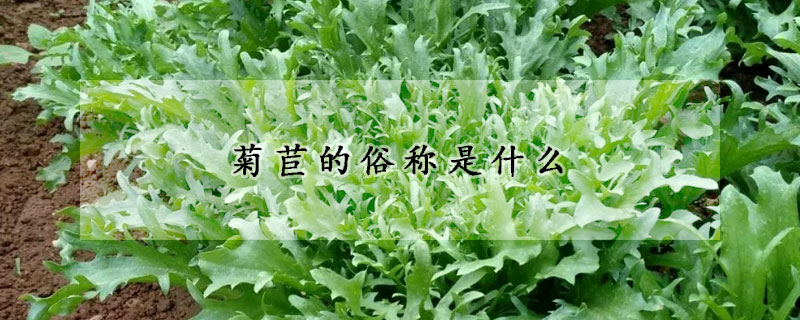 菊苣的俗稱是什麼