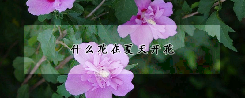 什麼花在夏天開花