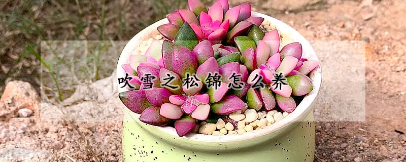 吹雪之鬆錦怎麼養