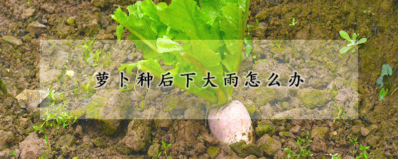蘿卜種後下大雨怎麼辦
