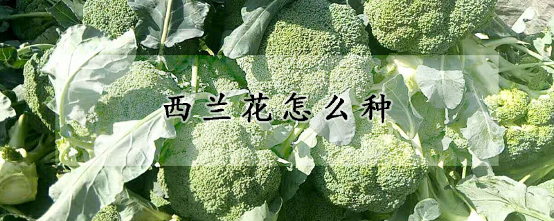 西蘭花怎麼種