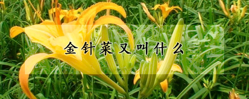 金針菜又叫什麼