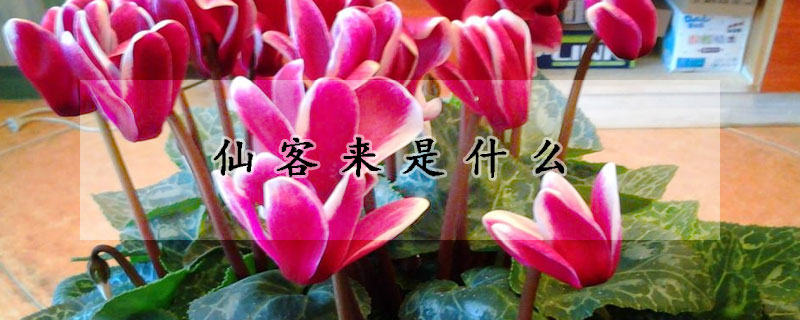 仙客來是什麼