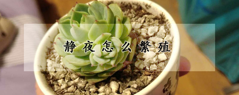 靜夜怎麼繁殖