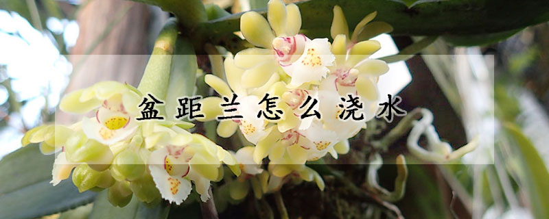 盆距蘭怎麼澆水