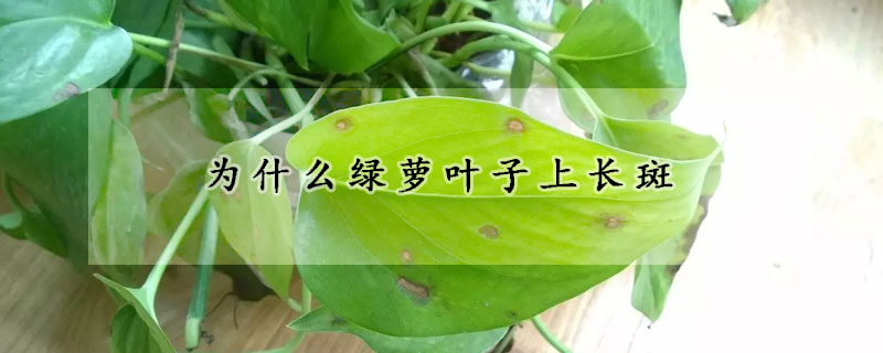 為什麼綠蘿葉子上長斑