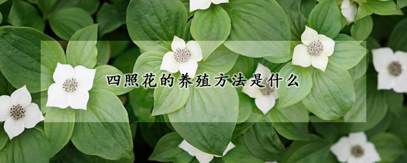 四照花的養殖方法是什麼