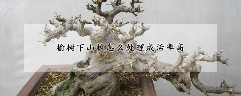 榆樹下山樁怎麼處理成活率高