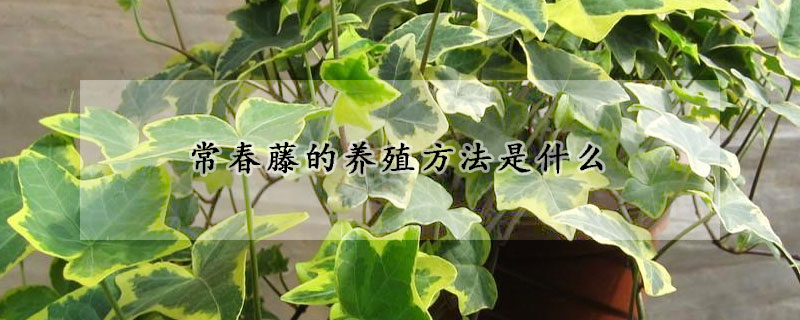 常春藤的養殖方法是什麼