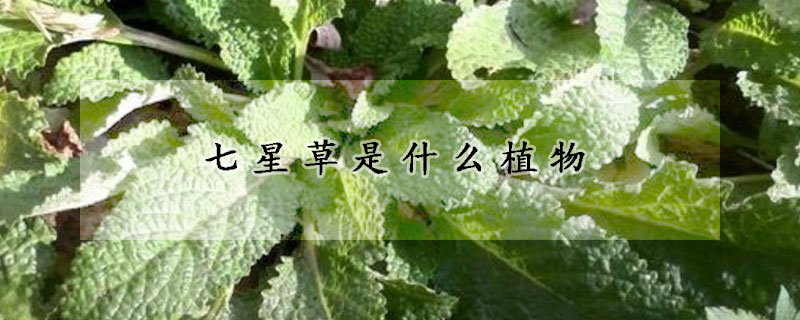 七星草是什麼植物