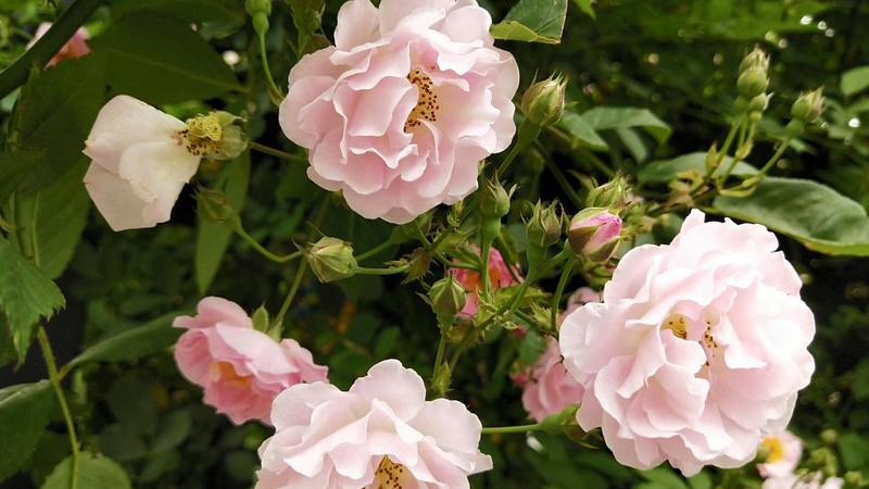 聖誕薔薇花語