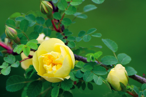 聖誕薔薇花語