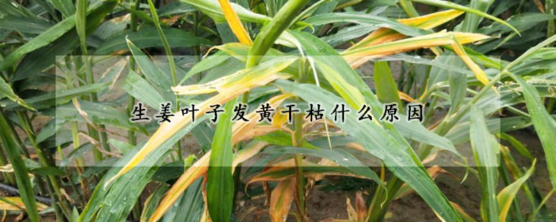 生薑葉子發黃幹枯什麼原因