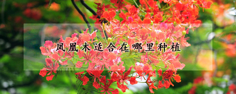 鳳凰木適合在哪裏種植