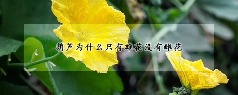 葫蘆為什麼隻有雄花沒有雌花